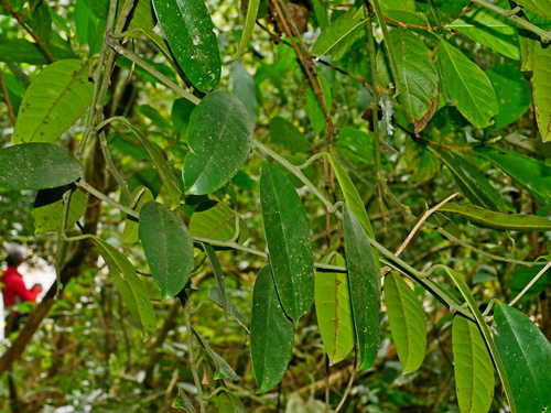 Capparis formosana (Capparis formosana)