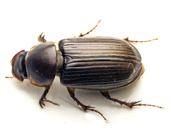 Acrossidius tasmaniae