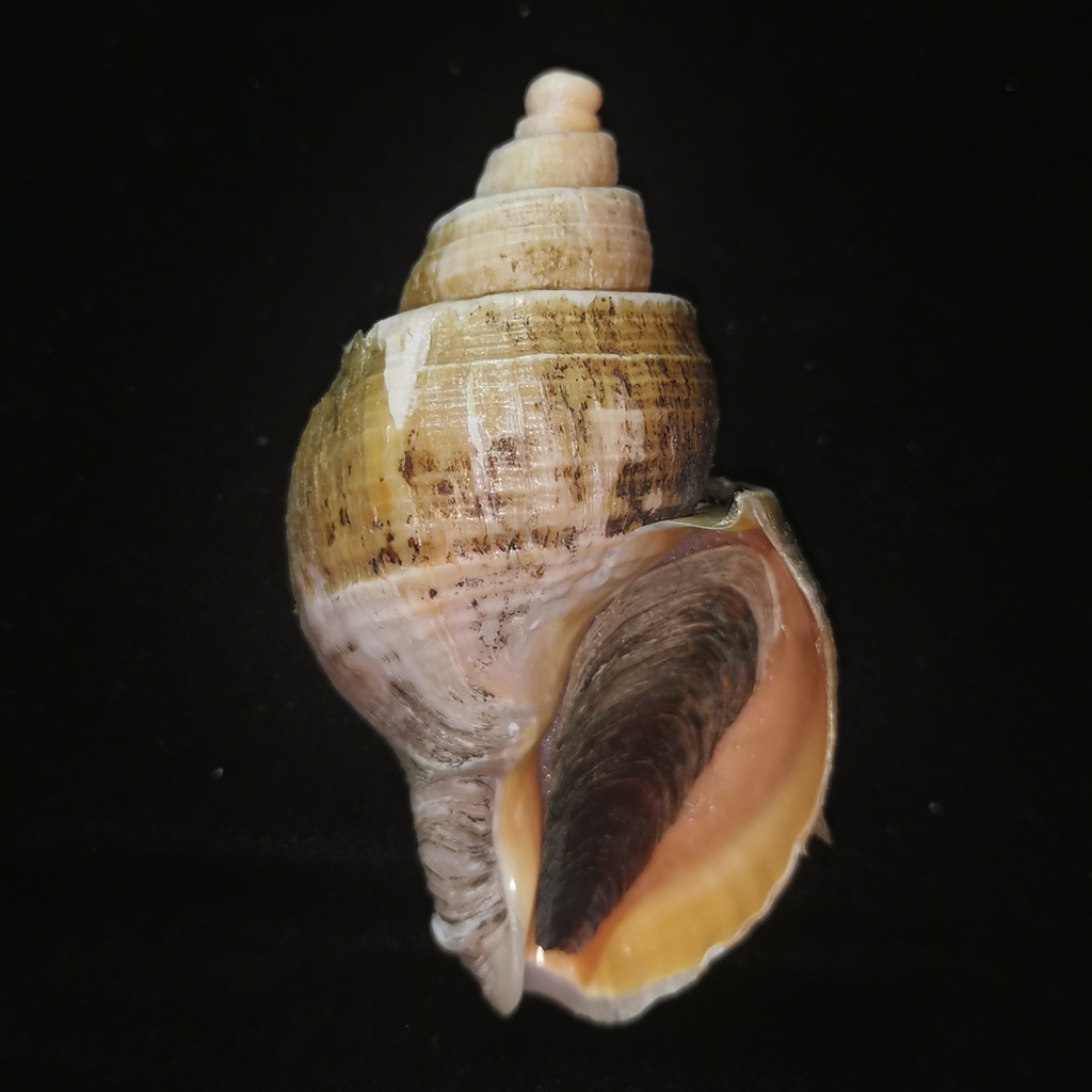 Parancistrolepidinae