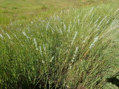 Bothriochloa saccharoides