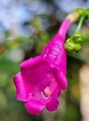 Strobilanthes hamiltoniana