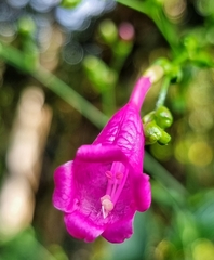 Strobilanthes hamiltoniana