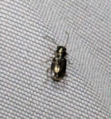 Bembidion niloticum