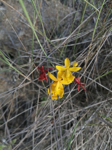 Mini orquídea