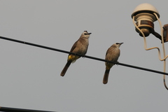 Pycnonotus goiavier jambu