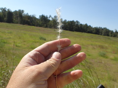 Bothriochloa saccharoides