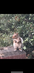 Sciurus carolinensis