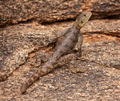 Agama wachirai