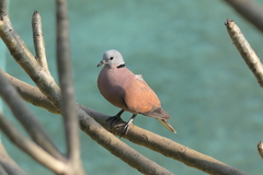 Streptopelia tranquebarica humilis