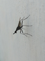 Neriidae