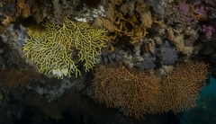 Melithaea zimmeri