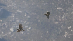 Nycticorax nycticorax nycticorax