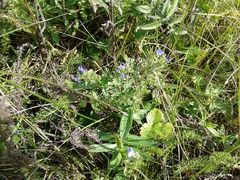 Veronica prostrata