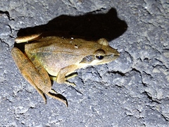 Rana longicrus