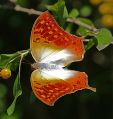 Charaxes varanes