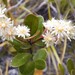 Homalium buxifolium - Photo (c) BLANCHON CATHERINE, algunos derechos reservados (CC BY-NC), subido por BLANCHON CATHERINE