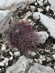 Echinomastus johnsonii