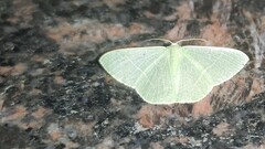 Pelagodes antiquadraria