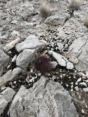 Echinomastus johnsonii