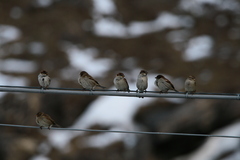 Passer domesticus × italiae
