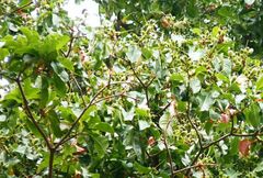 Barringtonia sarcostachys