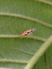 Hyaliodes