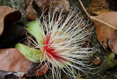Barringtonia sarcostachys