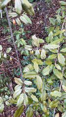 Elaeagnus pungens