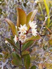 Homalium buxifolium