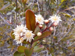 Homalium buxifolium