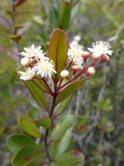 Homalium buxifolium