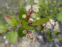 Homalium buxifolium