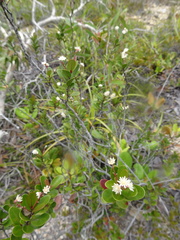 Homalium buxifolium