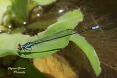 Pseudagrion rubriceps