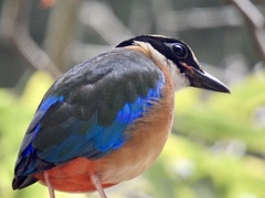 Pitta moluccensis