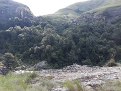 Podocarpus latifolius
