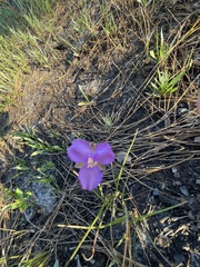 Callisia ornata