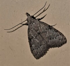 Nola desmotes
