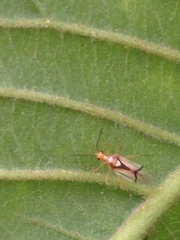 Hyaliodes