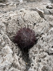 Echinomastus johnsonii