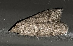 Heteromicta pachytera