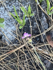 Callisia ornata