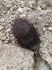 Echinomastus johnsonii