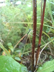 Ischnura asiatica