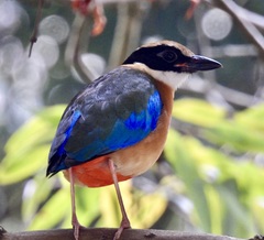 Pitta moluccensis