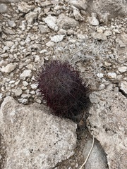 Echinomastus johnsonii