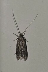 Hofmannophila pseudospretella