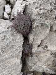 Echinomastus johnsonii