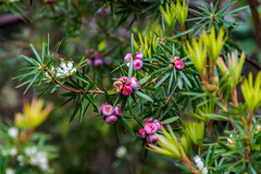 Cyathodes glauca