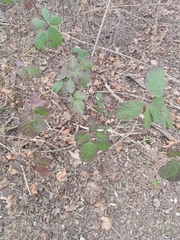 Rubus creticus